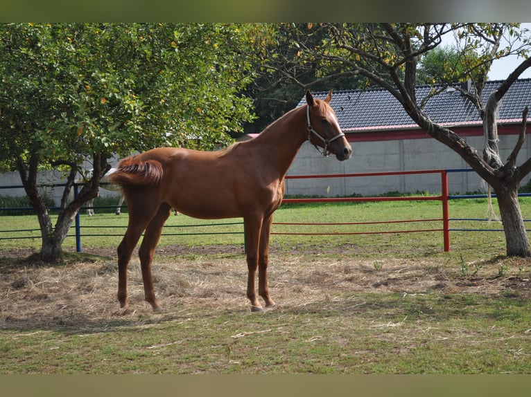 Polish Halfbred Mare 1 year 16,2 hh Chestnut-Red in nowa sól