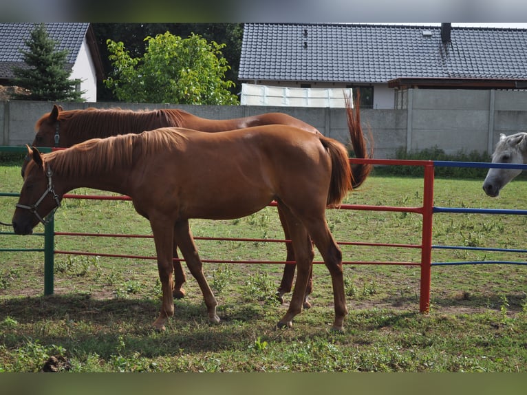 Polish Halfbred Mare 1 year 16,2 hh Chestnut-Red in nowa sól