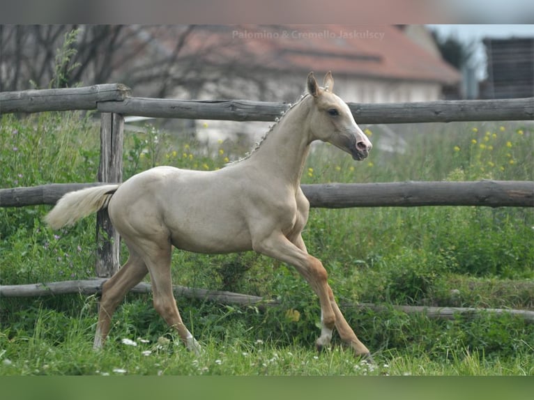 Polish Halfbred Mare 1 year 16 hh Palomino in Kamieniec Wrocławski