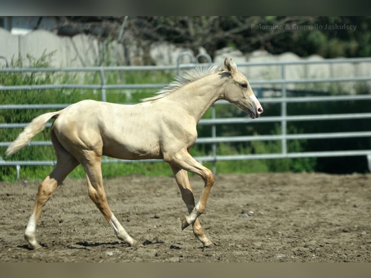 Polish Halfbred Mare 1 year 16 hh Palomino in Kamieniec Wrocławski