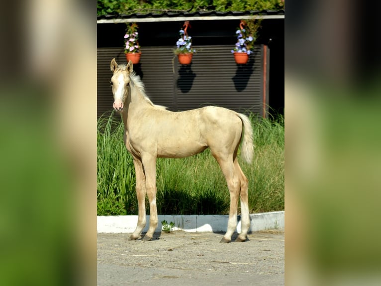 Polish Halfbred Mare 1 year 16 hh Palomino in Kamieniec Wrocławski