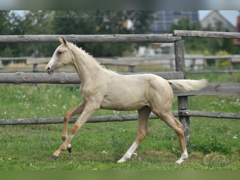 Polish Halfbred Mare 1 year 16 hh Palomino in Kamieniec Wrocławski