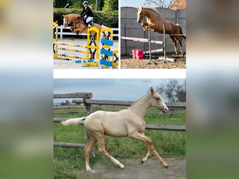 Polish Halfbred Mare 1 year 16 hh Palomino in Kamieniec Wrocławski