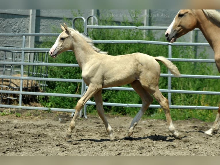 Polish Halfbred Mare 1 year 16 hh Palomino in Kamieniec Wrocławski