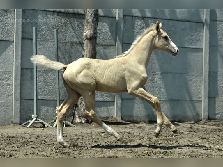 Polish Halfbred Mare 1 year 16 hh Palomino in Kamieniec Wrocławski