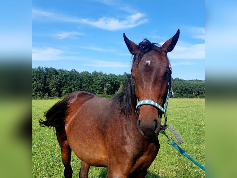 Polish Halfbred Mare 1 year 17 hh in Wichów