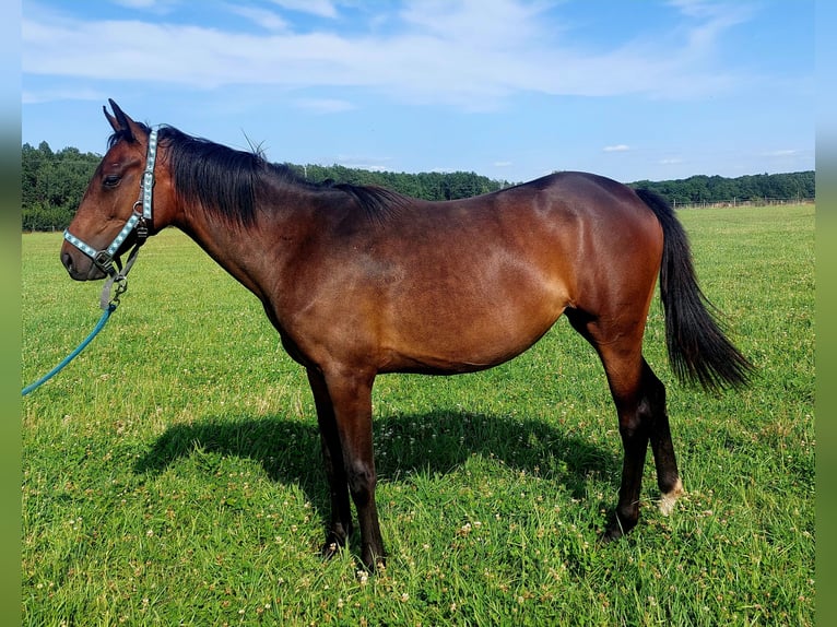 Polish Halfbred Mare 1 year 17 hh in Wichów