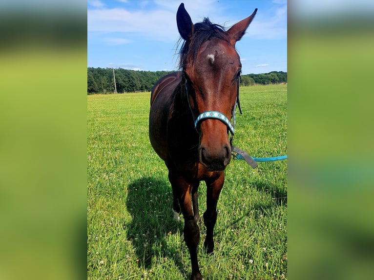 Polish Halfbred Mare 1 year 17 hh in Wichów