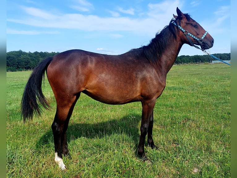 Polish Halfbred Mare 1 year 17 hh in Wichów