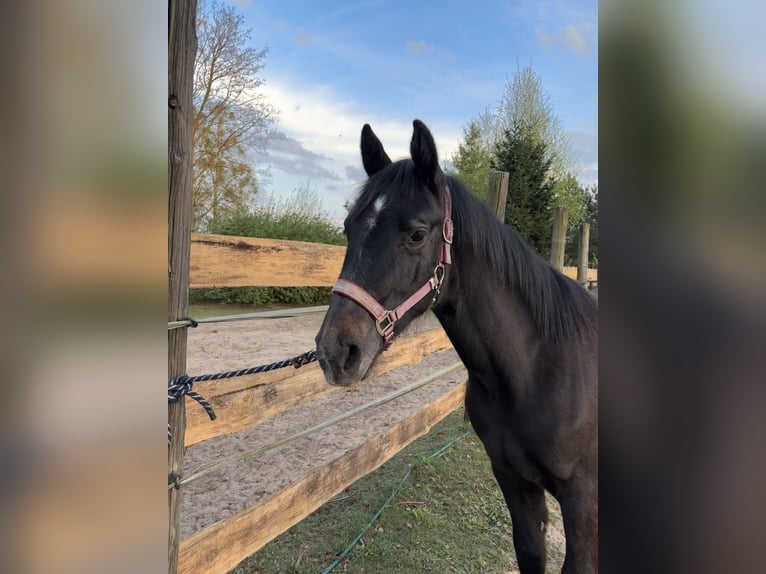 Polish Halfbred Mix Mare 1 year Gray in Trzcianka
