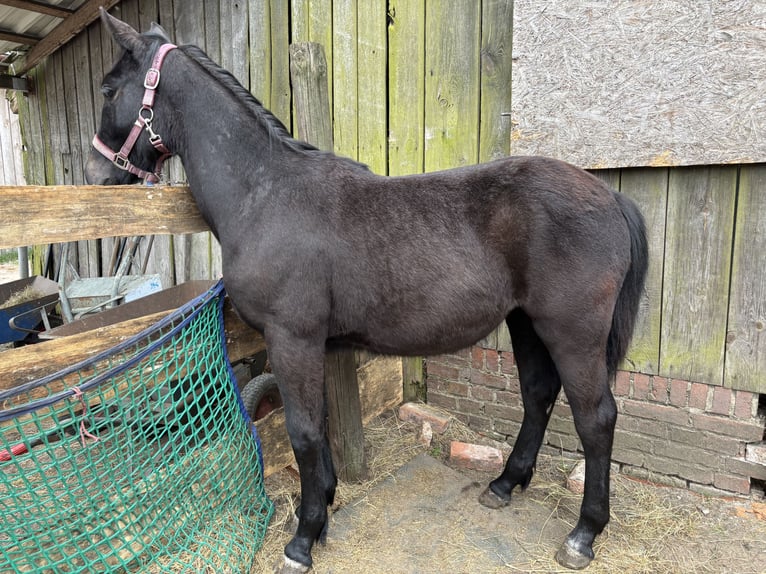 Polish Halfbred Mix Mare 1 year Gray in Trzcianka