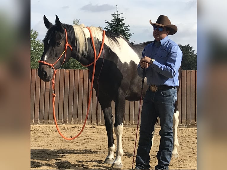 Polish Halfbred Mare 21 years 16,1 hh Pinto in Borstel