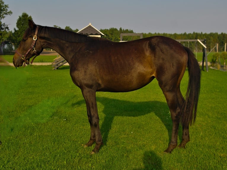 Polish Halfbred Mare 2 years 15,2 hh Bay-Dark in Lębork