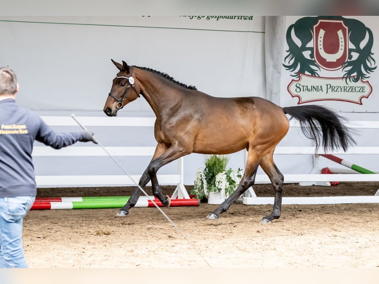 Polish Halfbred Mare 2 years 15,2 hh Brown in Drozdowo