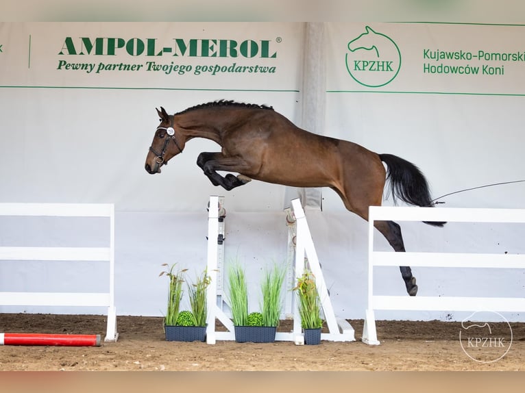 Polish Halfbred Mare 2 years 15,2 hh Brown in Drozdowo