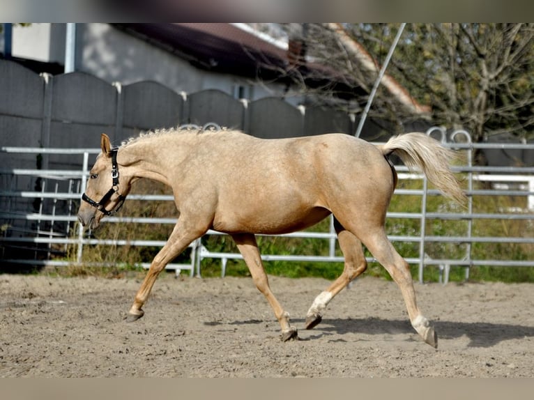 Polish Halfbred Mare 2 years 15,2 hh Palomino in Borowa