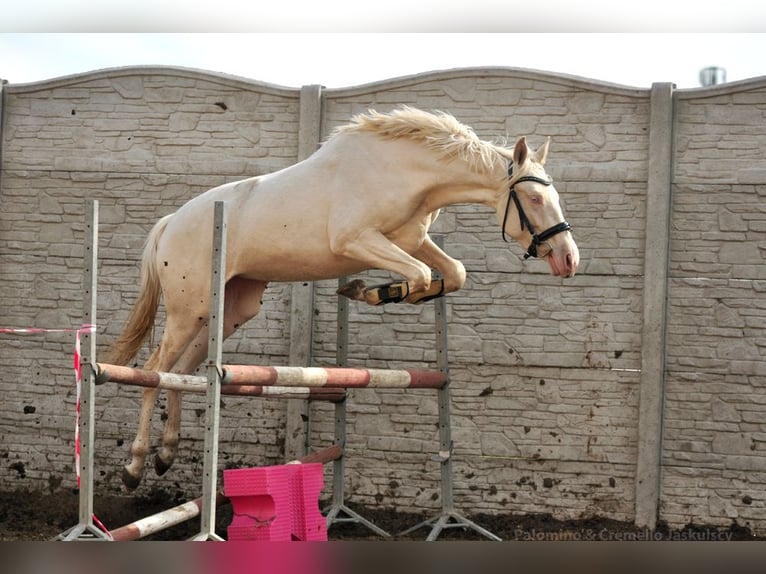 Polish Halfbred Mare 2 years 15,2 hh Palomino in Borowa