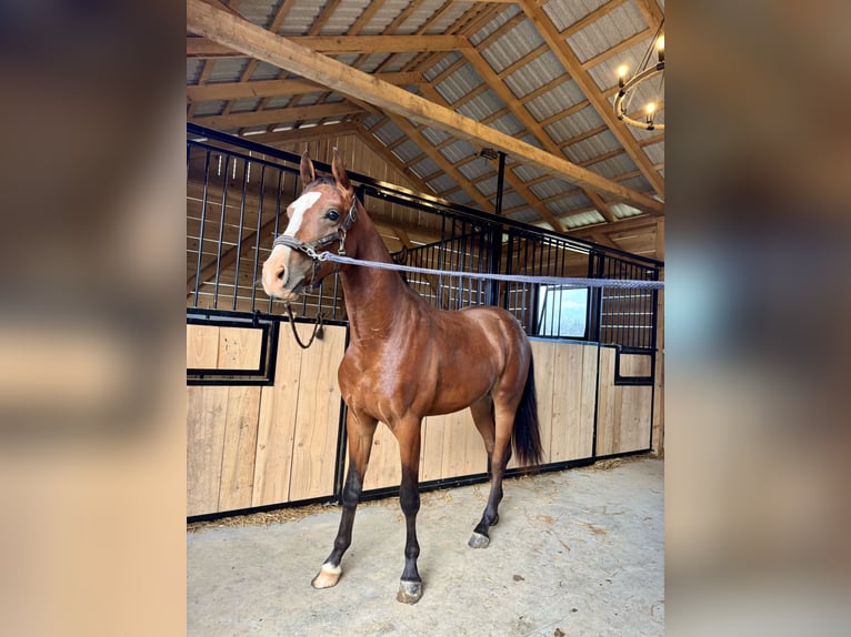 Polish Halfbred Mare 2 years 15,1 hh Brown in Tarn&#xF3;w