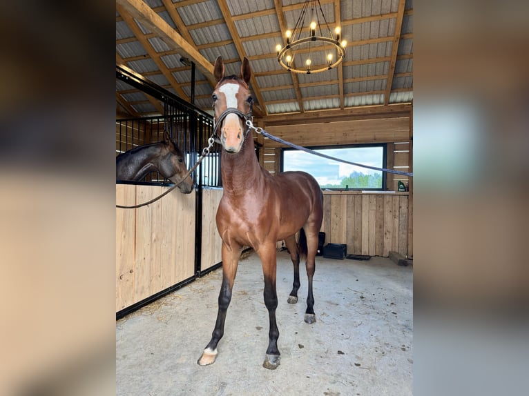 Polish Halfbred Mare 2 years 15,1 hh Brown in Tarn&#xF3;w