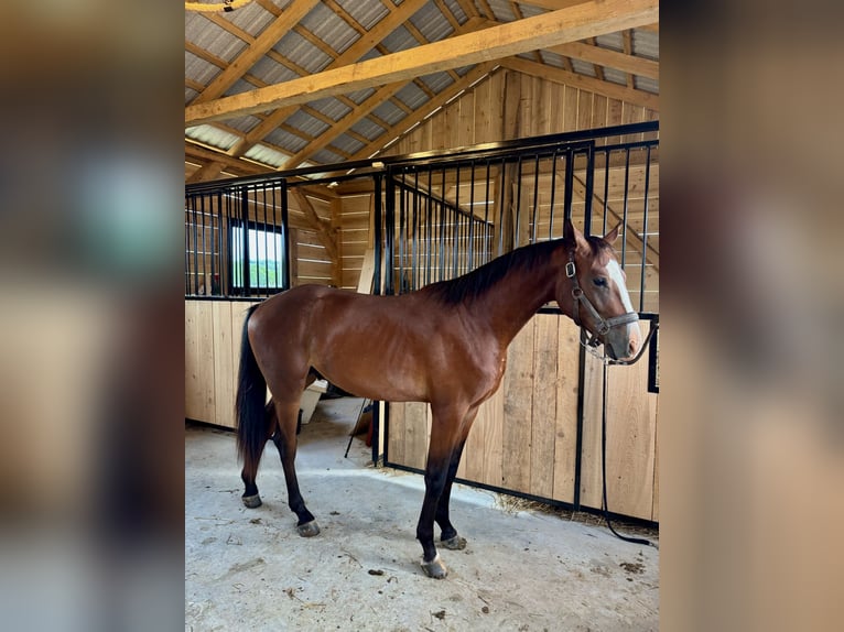 Polish Halfbred Mare 2 years 15,1 hh Brown in Tarn&#xF3;w