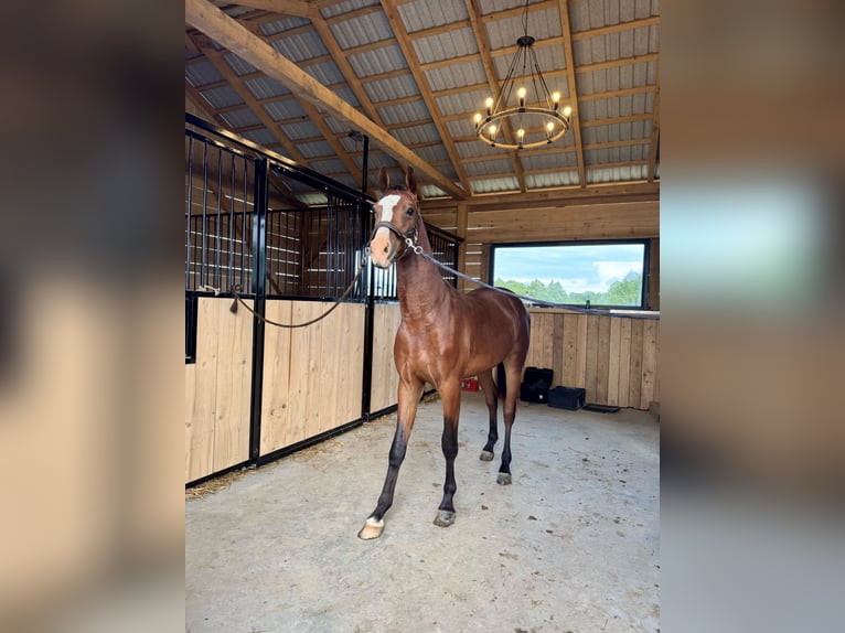 Polish Halfbred Mare 2 years 15,1 hh Brown in Tarn&#xF3;w