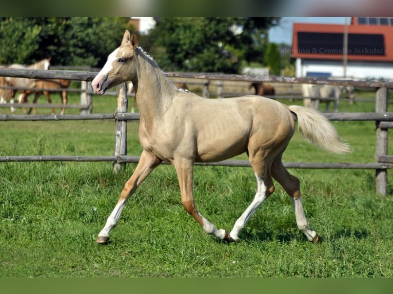 Polish Halfbred Mare 2 years 16,1 hh Palomino in Kamieniec Wroc