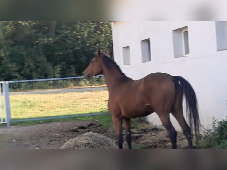 Polish Halfbred Mare 2 years 16 hh Brown in Malbork