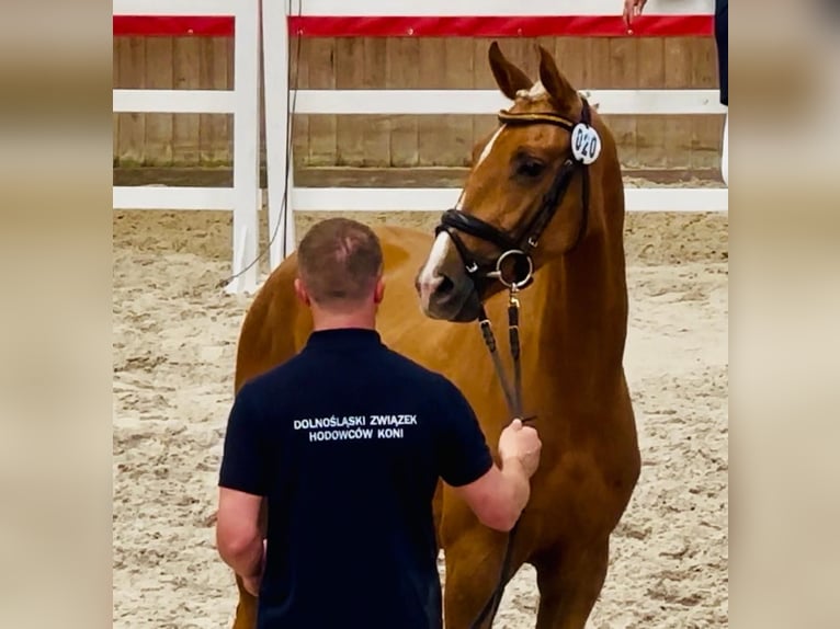 Polish Halfbred Mare 2 years 16 hh Palomino in Piecowice