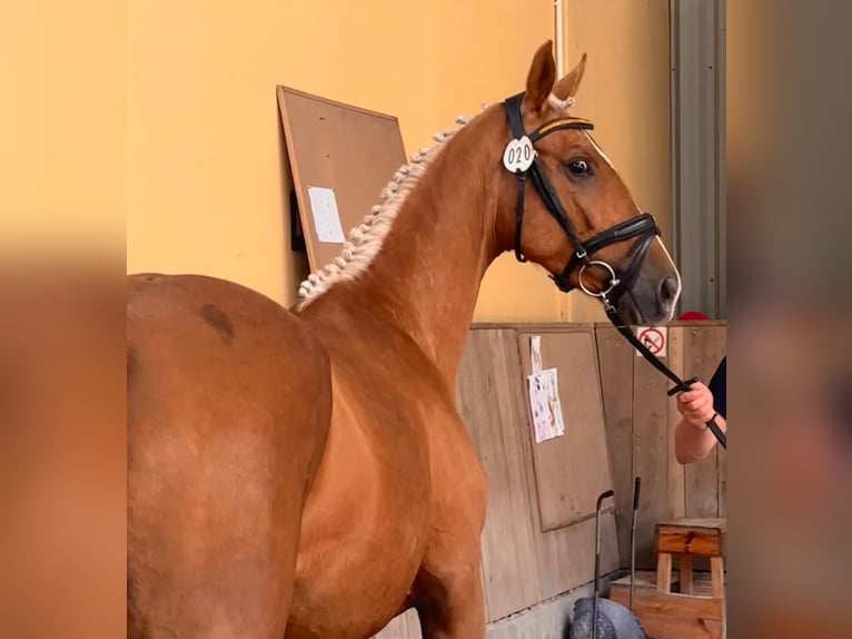 Polish Halfbred Mare 2 years 16 hh Palomino in Piecowice