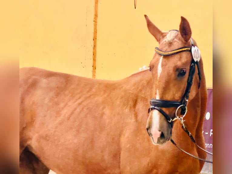 Polish Halfbred Mare 2 years 16 hh Palomino in Piecowice
