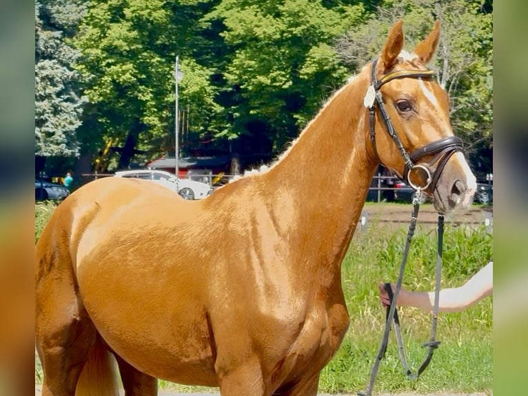 Polish Halfbred Mare 2 years 16 hh Palomino in Piecowice
