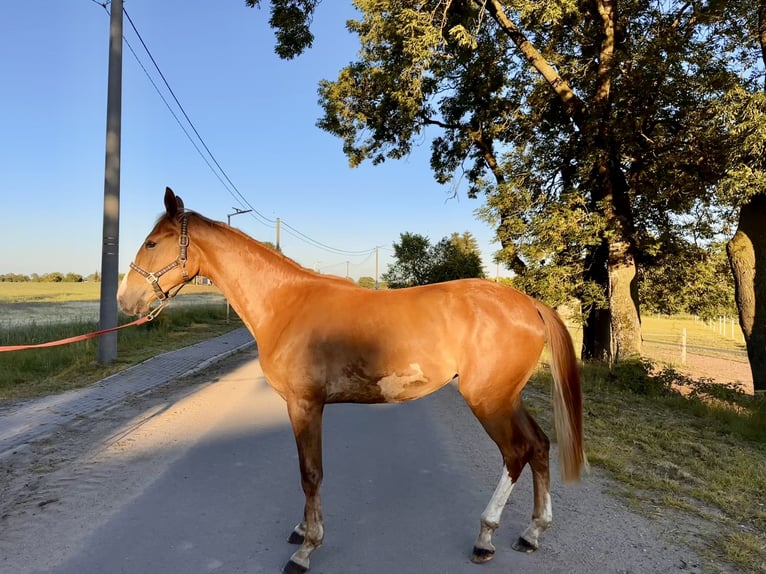 Polish Halfbred Mare 2 years 16,1 hh Chestnut-Red in Roztoki
