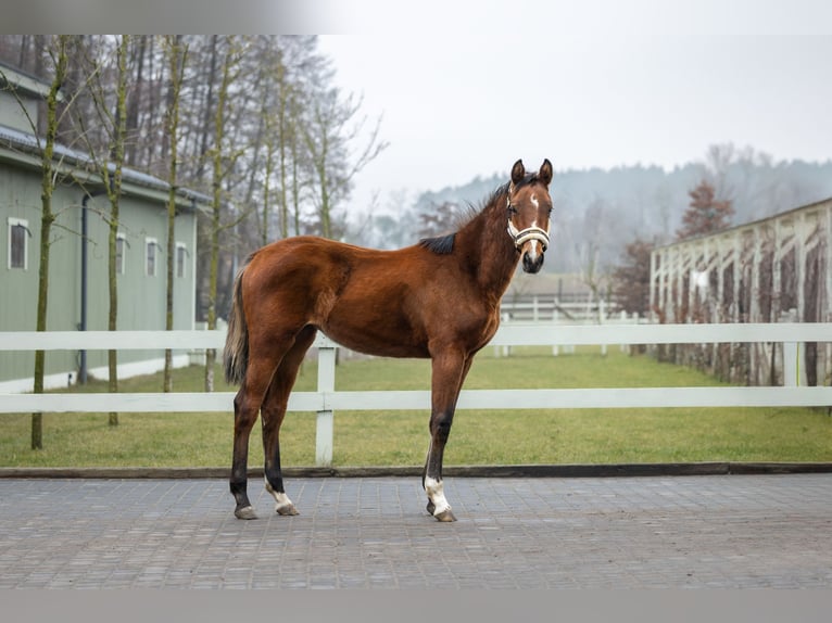 Polish Halfbred Mare 2 years Brown in Serock