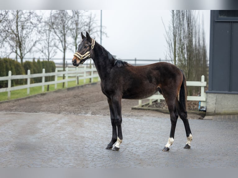 Polish Halfbred Mare 2 years Brown in Serock