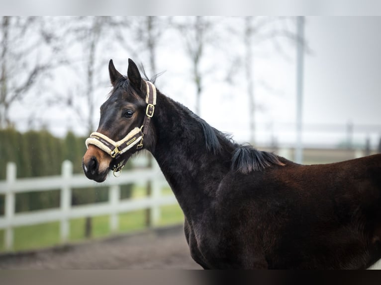 Polish Halfbred Mare 2 years Brown in Serock