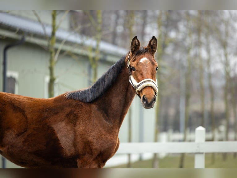 Polish Halfbred Mare 2 years Brown in Serock