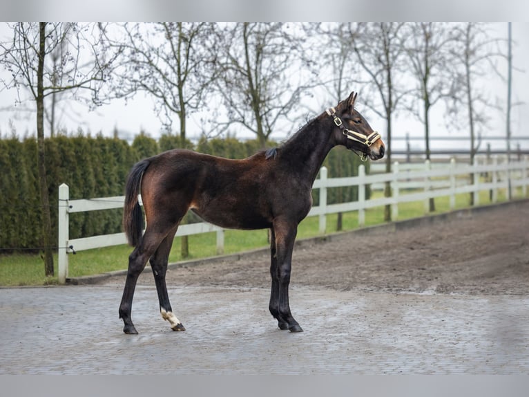Polish Halfbred Mare 2 years Brown in Serock