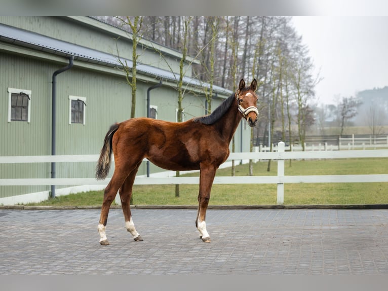 Polish Halfbred Mare 2 years Brown in Serock