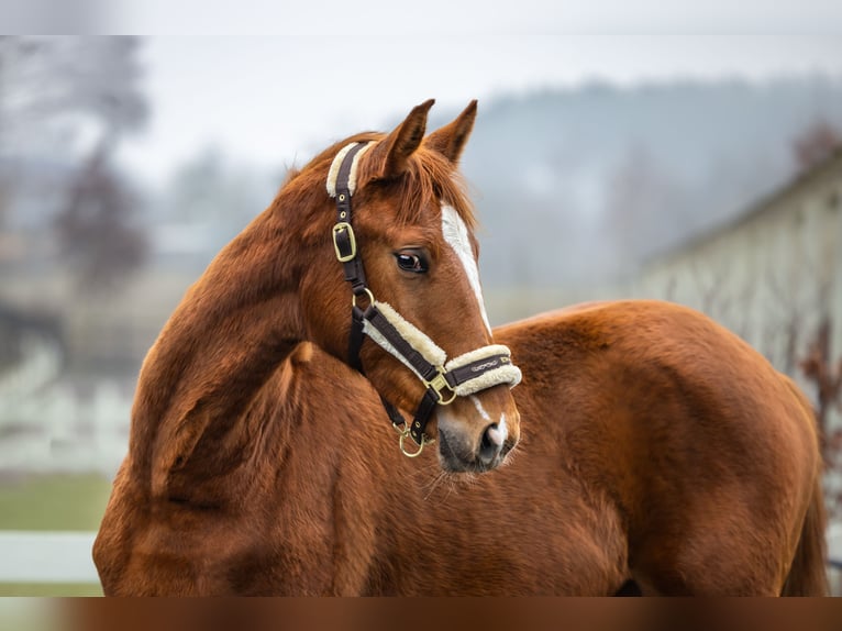 Polish Halfbred Mare 2 years Chestnut-Red in Serock