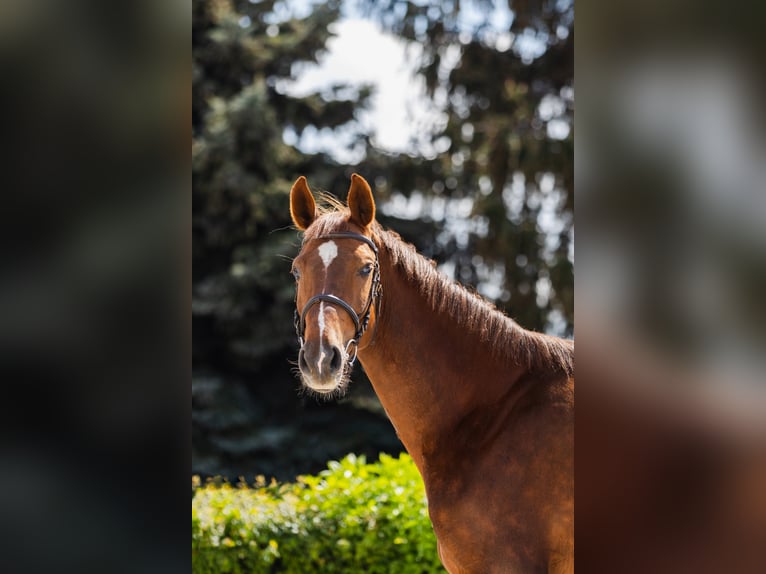 Polish Halfbred Mare 2 years Chestnut-Red in Marcelewo