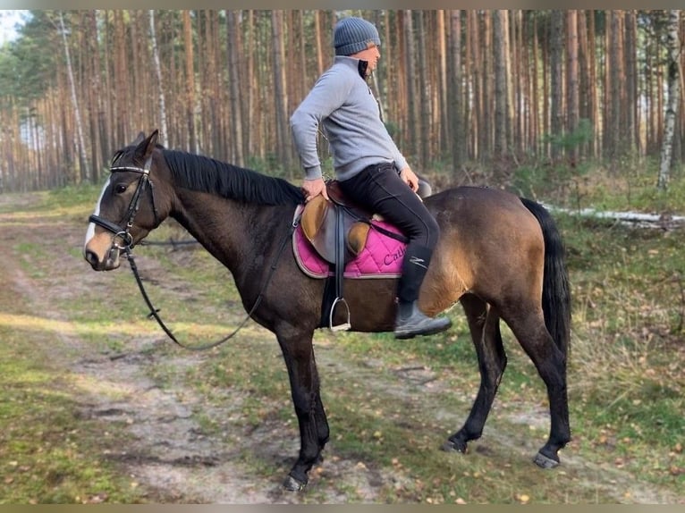 Polish Halfbred Mare 3 years 14,3 hh Smoky-Black in G&#xF6;rlitz