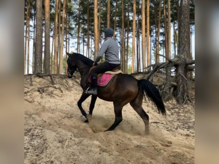 Polish Halfbred Mare 3 years 14,3 hh Smoky-Black in G&#xF6;rlitz