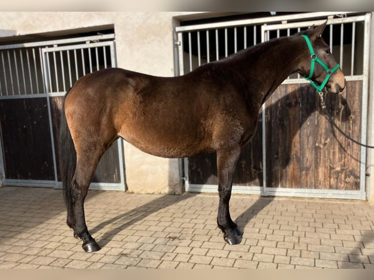 Polish Halfbred Mare 3 years 14,3 hh Smoky-Black in G&#xF6;rlitz