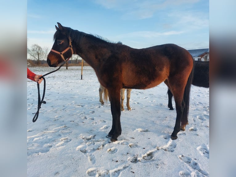 Polish Halfbred Mix Mare 3 years 15,1 hh Brown in Sokolniki Gwiazdowskie