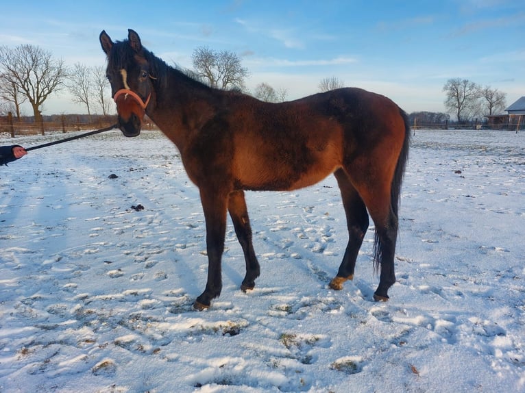 Polish Halfbred Mix Mare 3 years 15,1 hh Brown in Sokolniki Gwiazdowskie