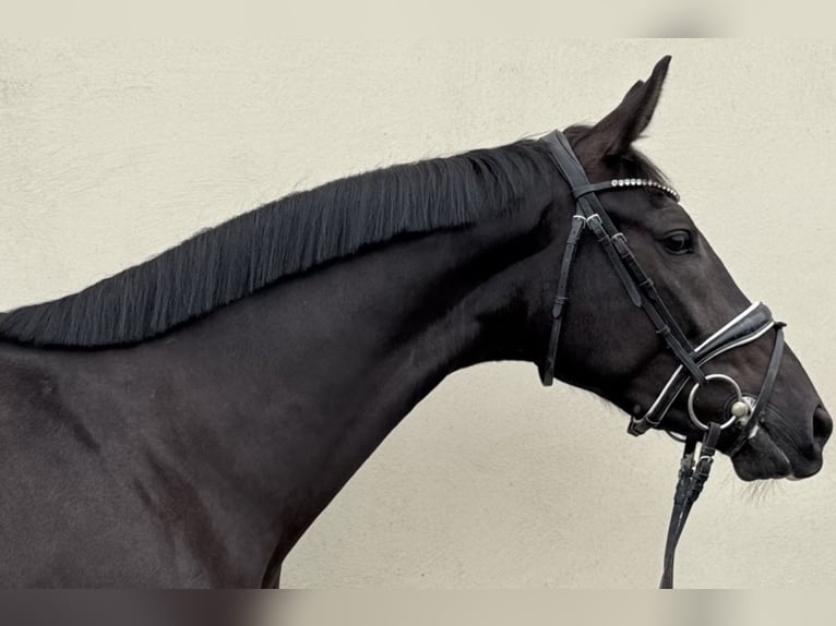 Polish Halfbred Mare 3 years 15.2 hh Black in Strzałkowo