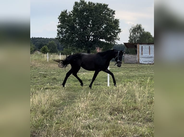 Polish Halfbred Mare 3 years 15 hh Bay-Dark in Legnica