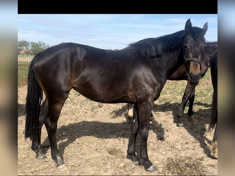 Polish Halfbred Mare 3 years 15 hh Bay-Dark in Legnica