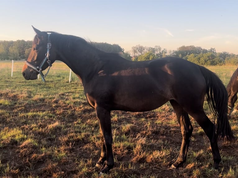 Polish Halfbred Mare 3 years 15 hh Bay-Dark in Legnica