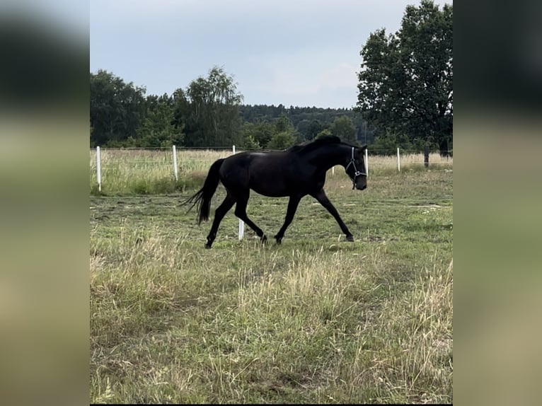 Polish Halfbred Mare 3 years 15 hh Bay-Dark in Legnica